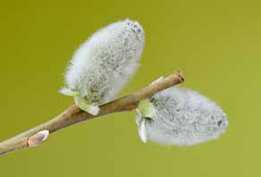 معرفی گیاه- بید مشک Egyptian Willow